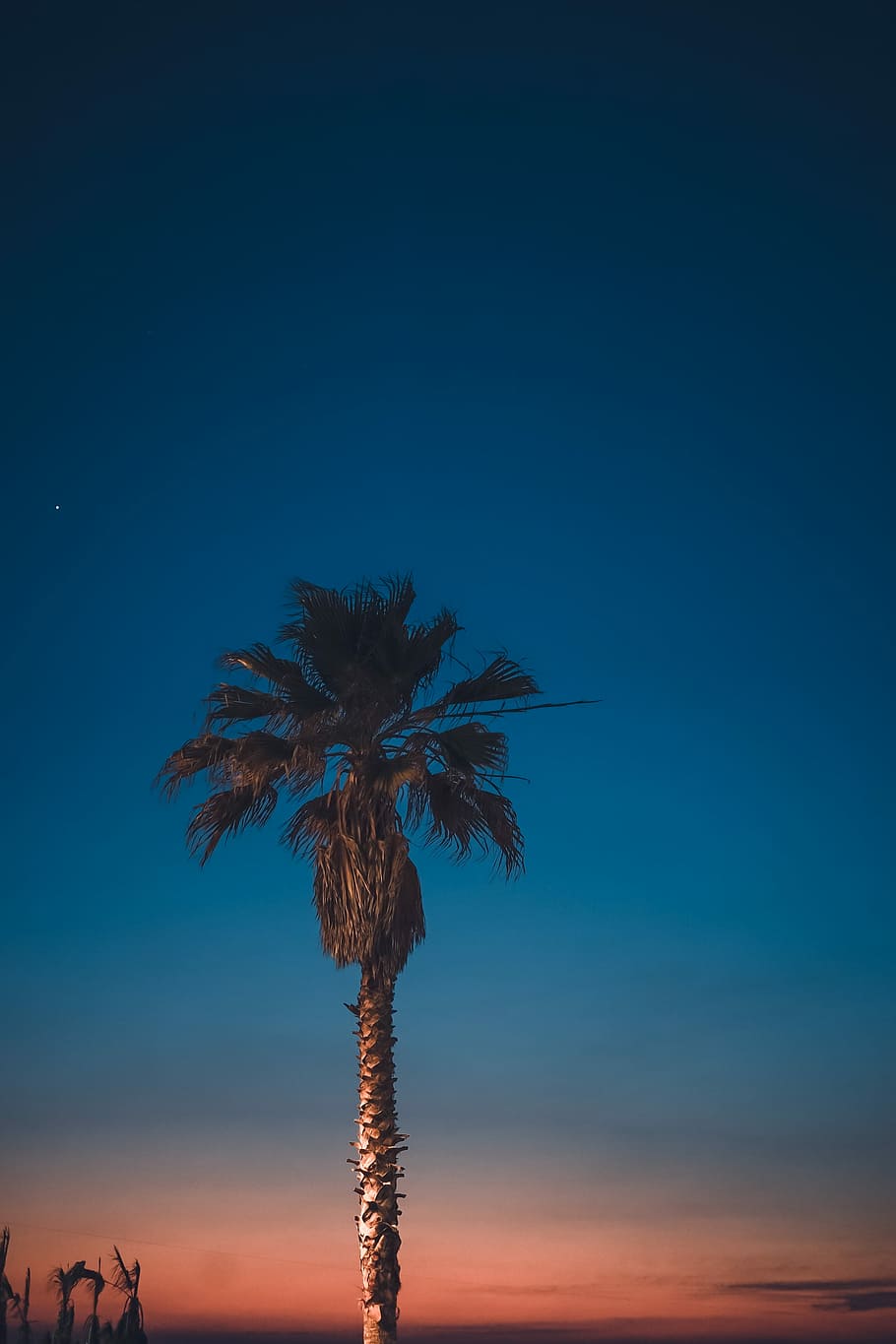blau, cel, daurat, hores, fotografia d'arbres de palmera, arbre, posta de sol, sortida del sol, palmell, naturalesa, Costa, platja, a l'aire lliure, horitzó, paisatge, nit, tarda, foscor, fosc, humor, canviant d'humor, platja a la nit, cel ombre, planta, Palmera, clima tropical, bellesa a la natura, creixement, escenics - natura, còpia espai, tranquil·litat, escena tranquil·la, cap gent, vista d’angle baix, cel clar, silueta, alta - alta, arbre tropical, fulla de palma, palmera de coco, 4K