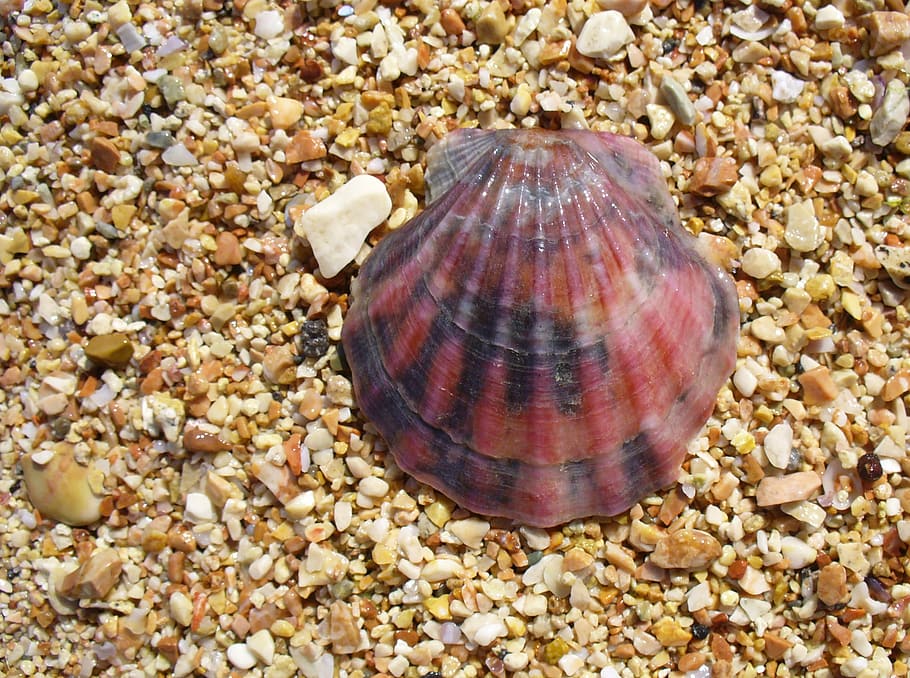 cloïssa, shell, petxina de mar, flexopecten ponticus, vermell, platja, còdols, un animal, temes d'animals, naturalesa, animals a la natura, la vida marina, fauna animal, animal, primer pla, closca d’animals, sòlid, dia, pedra, cap gent, pedra - objecte, rock, terra, mar, a l'aire lliure, marí, grava, 1080P