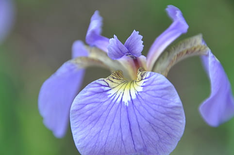 iris, blomster, anbringe, blomst, lilla, kronblad, blomsterhoved, friskhed, skrøbelighed, blomstrende plante, sårbarhed, tæt på, skønhed i naturen, plante, blomsterstand, vækst, ingen mennesker, natur, fokus på forgrunden, dag, selektiv fokusering, udendørs, iris - plante, 4K, CC0, offentligt domæne, royaltyfrie