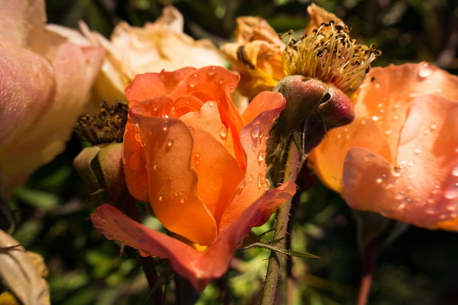 růže, bud, otevřeno, oranžová, květina, květ, růže, pupen, oranžový, růže květ, Krásná, rostlina, Příroda, Jasný, dešťové korálky, wets, vybledlý, bez okvětních lístků, tyčinek, detail, nikdo, krása v přírodě, kvetoucí rostlina, křehkost, zranitelnost, růst, okvětní lístek, svěžest, květu hlavy, květenství, oranžová barva, zaměřit se na popředí, selektivní zaměření, den, botanika, pyl, 5K