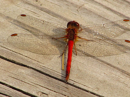 libellula, ponte, estate, insetto, invertebrato, animali allo stato selvatico, temi animali, un animale, fauna selvatica, animale, avvicinamento, legno - materiale, nessuno, rosso, ala animale, giorno, all'aperto, vista dall'alto, natura, tavolo, concentrarsi sulle conoscenze acquisite, lunghezza intera, 4K, CC0, dominio pubblico, privo di copyright