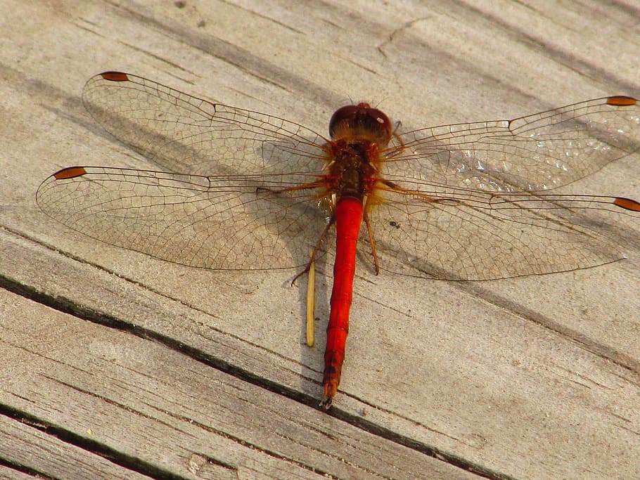 libellula, ponte, estate, insetto, invertebrato, animali allo stato selvatico, temi animali, un animale, fauna selvatica, animale, avvicinamento, legno - materiale, nessuno, rosso, ala animale, giorno, all'aperto, vista dall'alto, natura, tavolo, concentrarsi sulle conoscenze acquisite, lunghezza intera, 4K