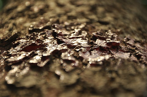 textura, árvore, meio Ambiente, natureza, foco seletivo, texturizado, fechar-se, ninguém, padronizar, madeira - material, quadro completo, origens, formiga, dia, ao ar livre, inseto, rude, invertebrado, tronco de árvore, close-up extremo, animais selvagens, nível de superfície, macro, latido, 4K, CC0, domínio público, royalty free