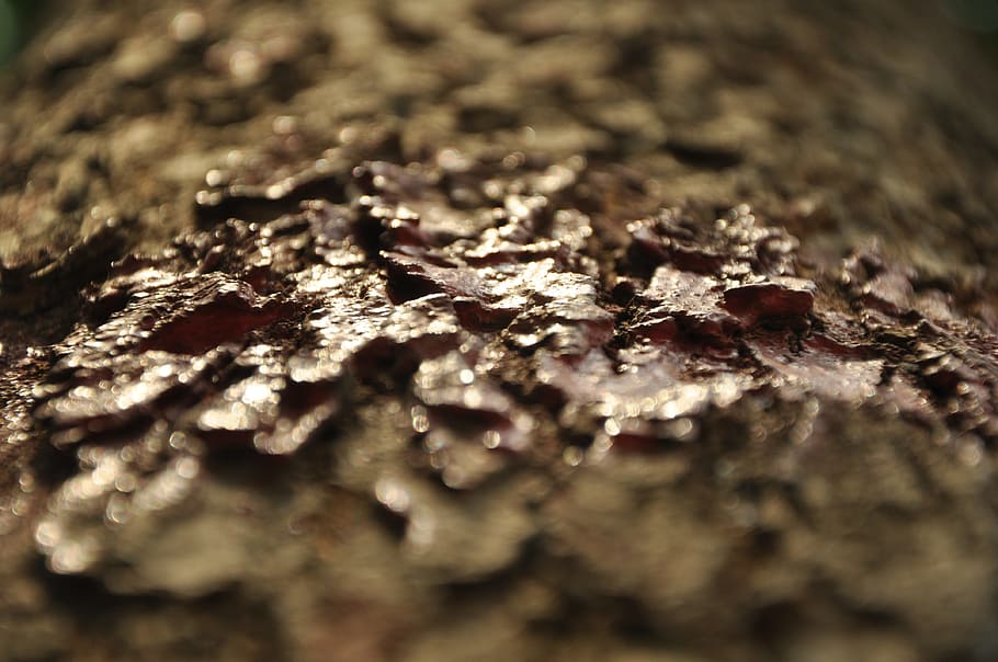 textura, árvore, meio Ambiente, natureza, foco seletivo, texturizado, fechar-se, ninguém, padronizar, madeira - material, quadro completo, origens, formiga, dia, ao ar livre, inseto, rude, invertebrado, tronco de árvore, close-up extremo, animais selvagens, nível de superfície, macro, latido, 4K
