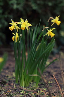 daffodil, spring, easter, narcissus, flower, yellow, blossom, bloom, plant, daffodil field, flowers, garden plant, garden, harbinger of spring, park, flora, meadow, nature, flowering plant, fragility, vulnerability, freshness, growth, beauty in nature, petal, focus on foreground, close-up, land, inflorescence, field, flower head, no people, day, outdoors, 5K, CC0, public domain, royalty free