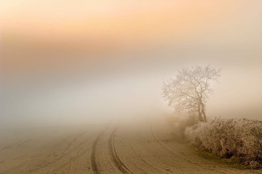 fotografia de paisatge, carretera, arbre, boira, alba, paisatge, posta de sol, naturalesa, estructura, camp, boirina, difusa, humor, hivern, brisa, planta, medi ambient, tranquil·litat, cel, bellesa a la natura, escena tranquil·la, cap gent, escenics - natura, terra, transport, al matí, Carretera bruta, direcció, a l'aire lliure, smog, 2K