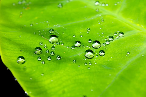 picături, apă, frunze, model, macro, natură, rezistent la apă, cădere brusca, umed, prospeţime, Culoarea verde, a închide, nici o persoana, ploaie, fundaluri, plantă, parte a plantelor, puritate, cadru complet, frumusețe în natură, mediu inconjurator, balon, picătură de ploaie, în aer liber, rouă, fundaluri abstracte, luminos, fir de iarbă, 5K, CC0, domeniu public, fără drepturi de autor