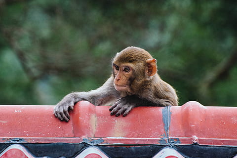 marrón, mono, colgando, rojo, Contendor de plastico, de cerca, fotografía, mono marrón, subida, bokeh, bosque, verde, primate, mamífero, fauna animal, animales en la naturaleza, vertebrado, centrarse en primer plano, un animal, sentado, día, gente, al aire libre, árbol, mirando, viaje, mirando a otro lado, babuino, 5K, CC0, dominio público, libre de derechos