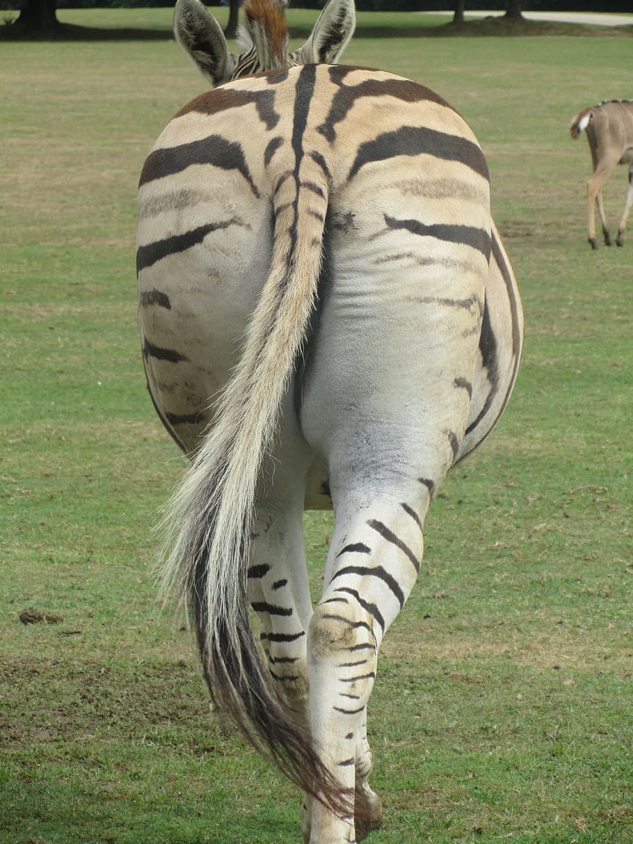 zebra, coda, dietro a, un animale, temi animali, fauna selvatica, animali allo stato selvatico, erba, animale, mammifero, campo, pianta, terra, animali domestici, giorno, vertebrato, natura, nessuno, parte del corpo animale, erbivoro, pascolo, all'aperto, testa di animale, 2K