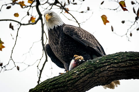 sushi!, skaldet, eagle perching, træ gren, fugl, ørn, høg, fjer, afdeling, dyr i naturen, dyreliv, dyr, dyre temaer, hvirveldyr, træ, perching, plante, lav vinkel visning, natur, dag, rovfugl, ingen mennesker, et dyr, himmel, fokus på forgrunden, ørn - fugl, Hvidhovedet havørn, udendørs, 5K, CC0, offentligt domæne, royaltyfrie