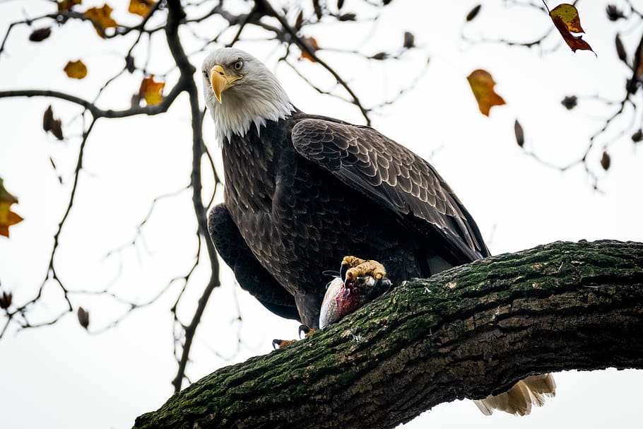 sushi!, skaldet, eagle perching, træ gren, fugl, ørn, høg, fjer, afdeling, dyr i naturen, dyreliv, dyr, dyre temaer, hvirveldyr, træ, perching, plante, lav vinkel visning, natur, dag, rovfugl, ingen mennesker, et dyr, himmel, fokus på forgrunden, ørn - fugl, Hvidhovedet havørn, udendørs, 5K