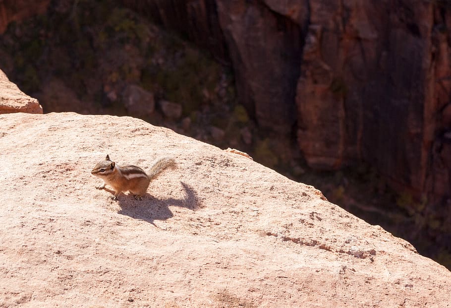 vivent, vora, esquirol, costat, penya-segat, ardilla, rock, vall, repunta, roca vermella, vora del penya-segat, vida salvatge, Zion, temes d'animals, animal, un animal, mamífer, fauna animal, animals a la natura, naturalesa, vertebrats, cap gent, dia, llum solar, rock - object, animals domèstics, sòlid, a l'aire lliure, longitud completa, terra, cangur, vista lateral, herbívors, 2K