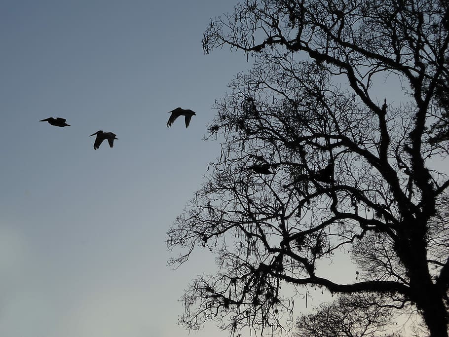 albero, rami, uccelli, tramonto, volante, un animale, mezz'aria, temi animali, animali allo stato selvatico, vertebrato, fauna selvatica, cielo, animale, Inquadratura dal basso, uccello, pianta, ramo, gruppo di animali, albero nudo, silhouette, natura, nessuno, cielo sereno, ali spiegate, giorno, all'aperto, 4K
