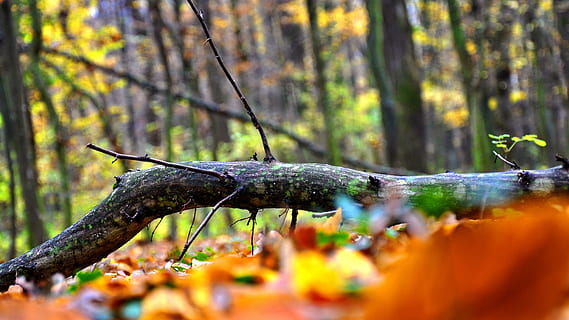 bosc, llum, fang, planta, arbre, naturalesa, terra, enfocament selectiu, tardor, cap gent, animal, dia, fauna animal, tronc, tronc de l'arbre, creixement, part de la planta, temes d'animals, primer pla, molsa, bellesa a la natura, tranquil·litat, a l'aire lliure, liquen, 4K, CC0, domini públic, lliure de regalies