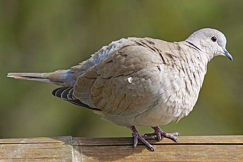colom, collar, ocell, colom de la tortuga, de peu, aufplustern, streptopelia decaocto, vertebrats, un animal, posat, animals a la natura, fauna animal, material de fusta, centrar-se en primer pla, primer pla, dia, longitud completa, naturalesa, cap gent, barana, ploma, zoologia, bec, 5K, CC0, domini públic, lliure de regalies