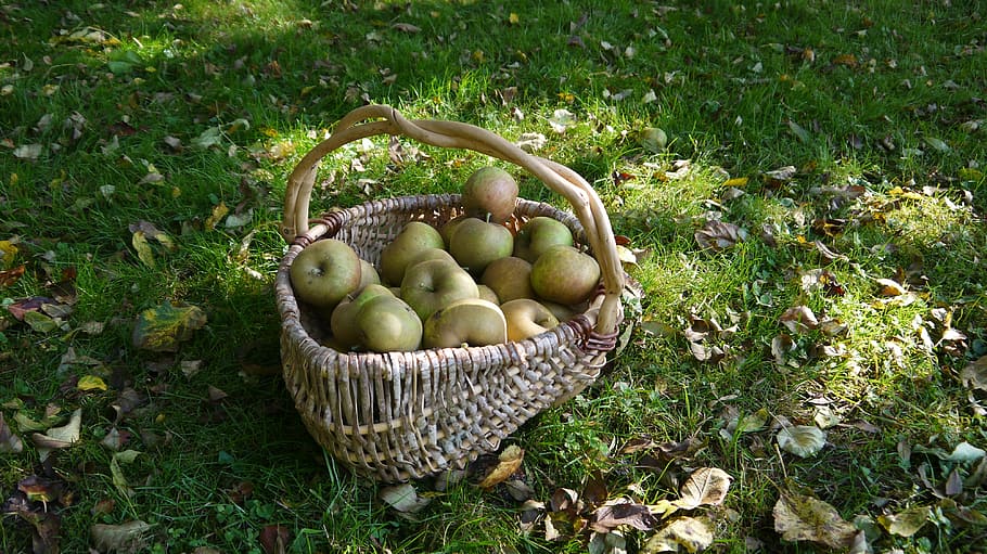 Obst, Äpfel, Korb, fallen, Lebensmittel, Natur, Apfel - Frucht, draußen, Frische, gesundes Essen, organisch, grüne Farbe, Essen und Trinken, Landwirtschaft, Tag, Container, Pflanze, Gras, Wachstum, Wohlbefinden, Feld, keine Leute, Gemüse, Ernte, High Angle View, reif, Gartenarbeit, 4K