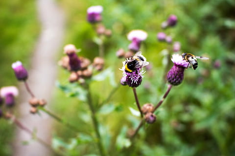 abella, estiu, Abellot, insecte, flor, pol·len, polinització, error, mel, groc, volar, pol·linitzar, violeta, nèctar, la vida, fauna, planta, verd, flora, medi ambient, creixement, flors, naturalesa, primer pla, macro, planta amb flors, bellesa a la natura, fragilitat, frescor, centrar-se en primer pla, vulnerabilitat, temes d'animals, porpra, cap gent, animal, animals a la natura, cap de flor, fauna animal, dia, invertebrat, a l'aire lliure, 5K, CC0, domini públic, lliure de regalies