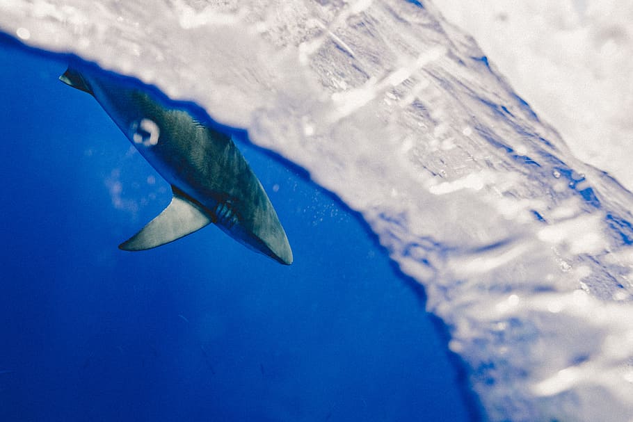 selettivo, fotografia a fuoco, grigio, squalo, calma, corpo, acqua, corpo d'acqua, natura, animale, mare, blu, subacqueo, pesce, un animale, vita marina, nuoto, animali allo stato selvatico, temi animali, fauna selvatica, vertebrato, marino, nessuno, all'aperto, acquario, pinguino, sottomarino, 5K