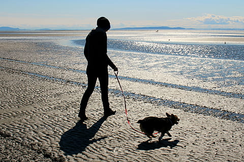 persona, caminar, platja, gos, durant el dia, corgi, oceà, sorra, mar, cadell, mascota, animal, diversió a la platja, relaxa't, caní, diversió, a l'aire lliure, jugar, naturalesa, aigua, feliç, noia, dona a la platja, jove, assolellat, sol, homes, gent, una persona, imatge en color, mascotes, un animal, animals domèstics, temes d'animals, nacional, mamífer, persones reals, vertebrats, terra, longitud completa, propietari d’una mascota, ombra, corretja de mascotes, 2K