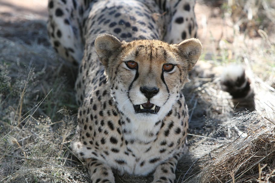 selektiv, fokus fotografering, gepard, rovdyr, namibia, vild, natur, ødemark, safari, vilde dyr, jage, dyr verden, vilde liv, opdage vildt, fotografering vilde, fauna, et dyr, dyr i naturen, dyre temaer, dyreliv, safari dyr, dag, kigger på kameraet, portræt, udendørs, fokus på forgrunden, dyr, pattedyr, stor kat, feline, hvirveldyr, kat, jord, ingen mennesker, Mark, carnivora, bakkenbart, dyr hoved, 4K