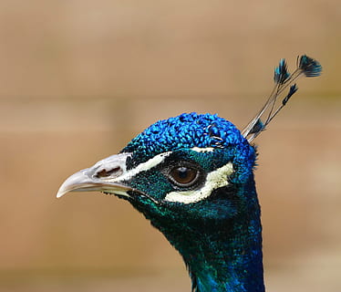 paon, oiseau, plume, modèle, la nature, animal, queue, coloré, brillant, bleu, vert, Couleur, faune, élégance, plumage, tropical, élégant, vibrant, mâle, turquoise, un animal, la faune des animaux, thèmes animaux, animaux à l'état sauvage, tête d'animal, vertébré, se concentrer sur le premier plan, fermer, partie du corps de l'animal, crête de l'animal, personne, journée, le bec, portrait, animal mâle, oeil d'animal, vue de profil, cou d'animal, couleur turquoise, 4K, CC0, domaine public, libre de droits