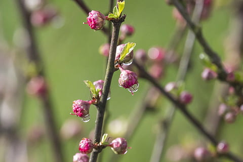 spring, dewdrop, tonsil, plant, the delicacy, almond, flowering, dashing, pink, nature, plants, the stem, sprig, growth, flower, flowering plant, beauty in nature, fragility, freshness, vulnerability, close-up, bud, focus on foreground, no people, pink color, tree, day, selective focus, branch, beginnings, new life, springtime, outdoors, purple, flower head, 5K, CC0, public domain, royalty free