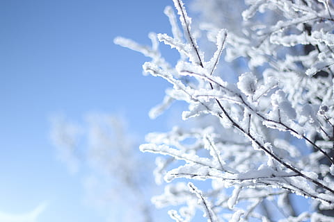 sneeuw, Harbin, winter, koude temperatuur, blauw, bevroren, fabriek, natuur, witte kleur, ijs-, hemel, vorst, sneeuwvlok, schoonheid in de natuur, boom, achtergronden, tak, kalmte, milieu, scenics - natuur, geen mensen, buitenshuis, abstracte achtergronden, sneeuwen, abstract, helder, puurheid, dennenboom, ijskegel, 5K, CC0, publiek domein, royaltyvrij