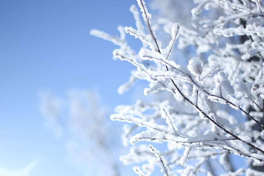 neu, Harbin, hivern, temperatura de fred, blau, congelat, planta, naturalesa, Color blanc, gel, cel, gelades, floc de neu, bellesa a la natura, arbre, fons, branca, tranquil·litat, medi ambient, escenics - natura, cap gent, a l'aire lliure, fons abstractes, nevar, resum, brillant, puresa, pi, cargol, 5K