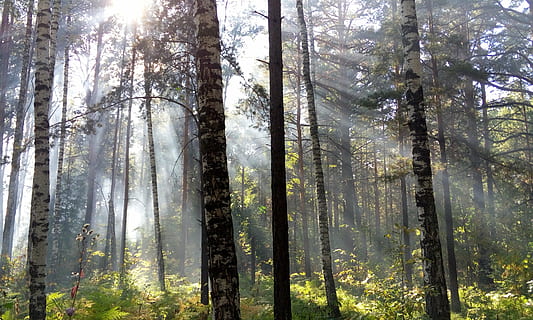auringon säteet, valo, metsä, säteet, päivä, aamu, puu, kasvi, maa, runko, puun runko, kauneus luonnossa, kasvu, tyyneys, luonto, auringonvalo, rauhallinen kohtaus, maisemat - luonto, auringonsäde, ei-kaupunkikuvia, ei ihmisiä, ympäristö, ulkona, havupuu, mänty, suoratoisto, mäntymetsät, 4K, CC0, public domain, rojaltivapaa