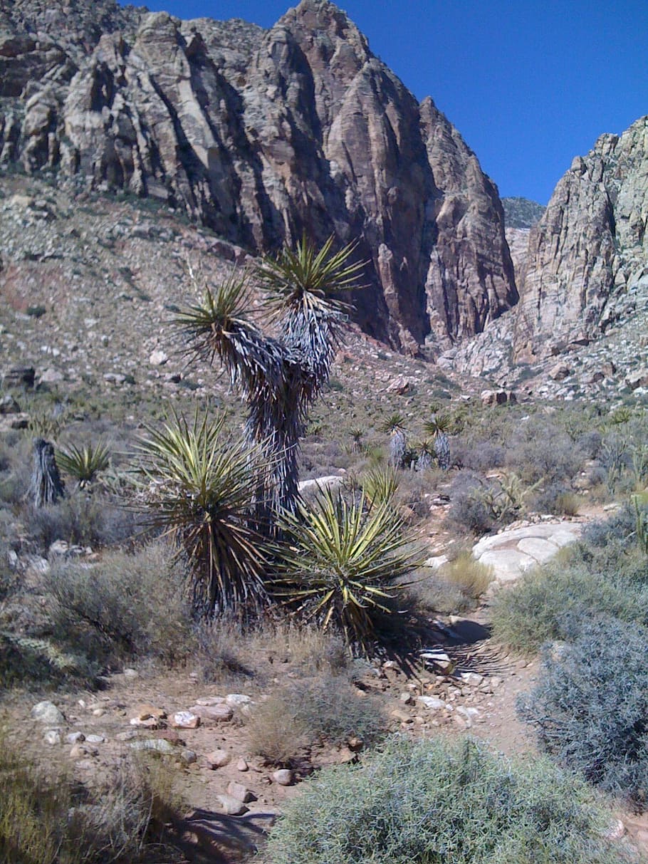 cactus, pista, deserto, sentiero, escursioni a piedi, montagne, valle, gola, natura, montagna, paesaggio, Paesaggi, roccia - oggetto, pianta, roccia, solido, bellezza nella natura, pianta succulenta, nessuno, terra, scenics - natura, crescita, clima, giorno, clima arido, la tranquillità, scena tranquilla, albero, all'aperto, formazione, ecosistema, 720P