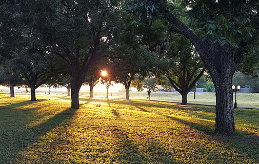 sun, shining, trees, green, grass, green leaves, field, tree, park, sunset, runner, nature, outdoors, park - Man Made Space, sunlight, summer, green Color, landscape, scenics, no people, plant, growth, shadow, tranquility, beauty in nature, tranquil scene, scenics - nature, trunk, tree trunk, land, treelined, 2K, CC0, public domain, royalty free
