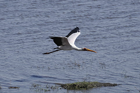 frossare, i flygning, botswana, chobe flod, ett djur, djur i det vilda, djurliv, flygande, spridna vingar, natur, djurteman, djur-, ryggradsdjur, vatten, fågel, inget folk, dag, hav, vid vatten, skönhet i naturen, vit färg, rörelse, fiskmås, 4K, CC0, offentligt domän, royaltyfria