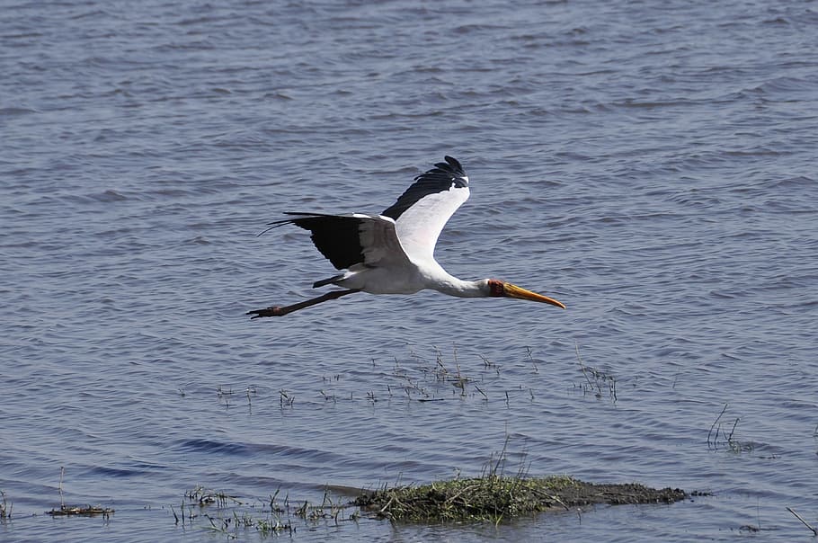 glutón, en vol, botswana, riu chobe, un animal, animals a la natura, fauna animal, volant, ales separades, naturalesa, temes d'animals, animal, vertebrats, aigua, ocell, cap gent, dia, mar, davant del mar, bellesa a la natura, Color blanc, moviment, gavina, 4K