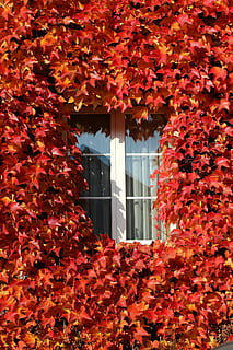 window, vine, autumn, architecture, built structure, plant, change, building exterior, plant part, leaf, nature, growth, day, building, red, no people, beauty in nature, flower, flowering plant, orange color, ivy, outdoors, leaves, maple leaf, 5K, CC0, public domain, royalty free