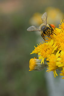 befrugtning, bi, blomst, gul, forår, natur, insekt, dyr, makro, blomstrende plante, hvirvelløse, dyre temaer, skrøbelighed, dyreliv, dyr i naturen, sårbarhed, skønhed i naturen, plante, tæt på, kronblad, vækst, et dyr, friskhed, blomsterhoved, bestøvning, ingen mennesker, pollen, 2K, CC0, offentligt domæne, royaltyfrie