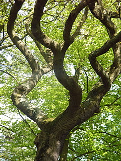 árbol, devanado, verde, naturaleza, bosque, rama, hoja, al aire libre, tronco de arbol, planta, color verde, temporada, el maletero, día, nadie, crecimiento, belleza en la naturaleza, vista de ángulo bajo, parte de la planta, tranquilidad, tierra, paisajes - naturaleza, luz del sol, copas de los árboles, 2K, CC0, dominio público, libre de derechos