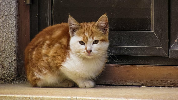 kucing, duduk, di samping, pintu, muda, jendela, manis sekali, mata, kecil, mencari, berpose, manis, imut, menawan, siprus, kucing rumahan, hewan peliharaan, hewan, licik, mamalia, bulu, binatang lokal, anak kucing, lokal, tema binatang, satu binatang, bertulang belakang, potret, tidak ada orang, jalan masuk, kumis, melihat kamera, merapatkan, 4K, CC0, domain publik, bebas royalti