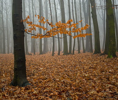 fulles marrons seques, boira, bosc, naturalesa, arbre, hivern, fulles, cel, detall, la vida, paisatge, fons, tardor, full, temporada, a l'aire lliure, octubre, groc, canvi, part de la planta, planta, tronc de l'arbre, tronc, terra, bellesa a la natura, dia, tranquil·litat, creixement, color taronja, camp, cap gent, col·lecció de tardor, caure, 1080P, CC0, domini públic, lliure de regalies