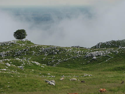 montagna, albero, paesaggio, primavera, Prato, cielo, nuvole, vista, Italia, escursioni a piedi, pecora, natura, animale, erba, pascolo, pianta, bellezza nella natura, terra, scenics - natura, mammifero, bestiame, scena tranquilla, ambiente, campo, colore verde, la tranquillità, scena non urbana, gruppo di animali, animali domestici, giorno, nessuno, all'aperto, mandria, 1080P
