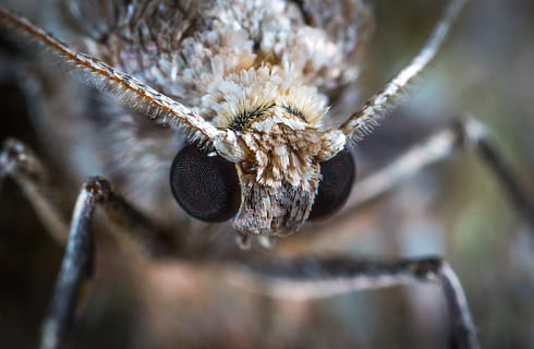 macro, arna, insecte, lepidòpters, primer pla, temes d'animals, un animal, animal, fauna animal, animals a la natura, part del cos dels animals, invertebrat, cap gent, primer pla extrem, naturalesa, planta, centrar-se en primer pla, dia, enfocament selectiu, ala dels animals, pèl d’animals, a l'aire lliure, ull d’animals, cap d’animals, 2K, CC0, domini públic, lliure de regalies