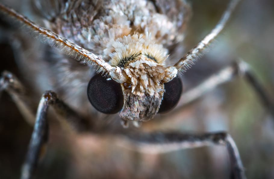macro, arna, insecte, lepidòpters, primer pla, temes d'animals, un animal, animal, fauna animal, animals a la natura, part del cos dels animals, invertebrat, cap gent, primer pla extrem, naturalesa, planta, centrar-se en primer pla, dia, enfocament selectiu, ala dels animals, pèl d’animals, a l'aire lliure, ull d’animals, cap d’animals, 2K