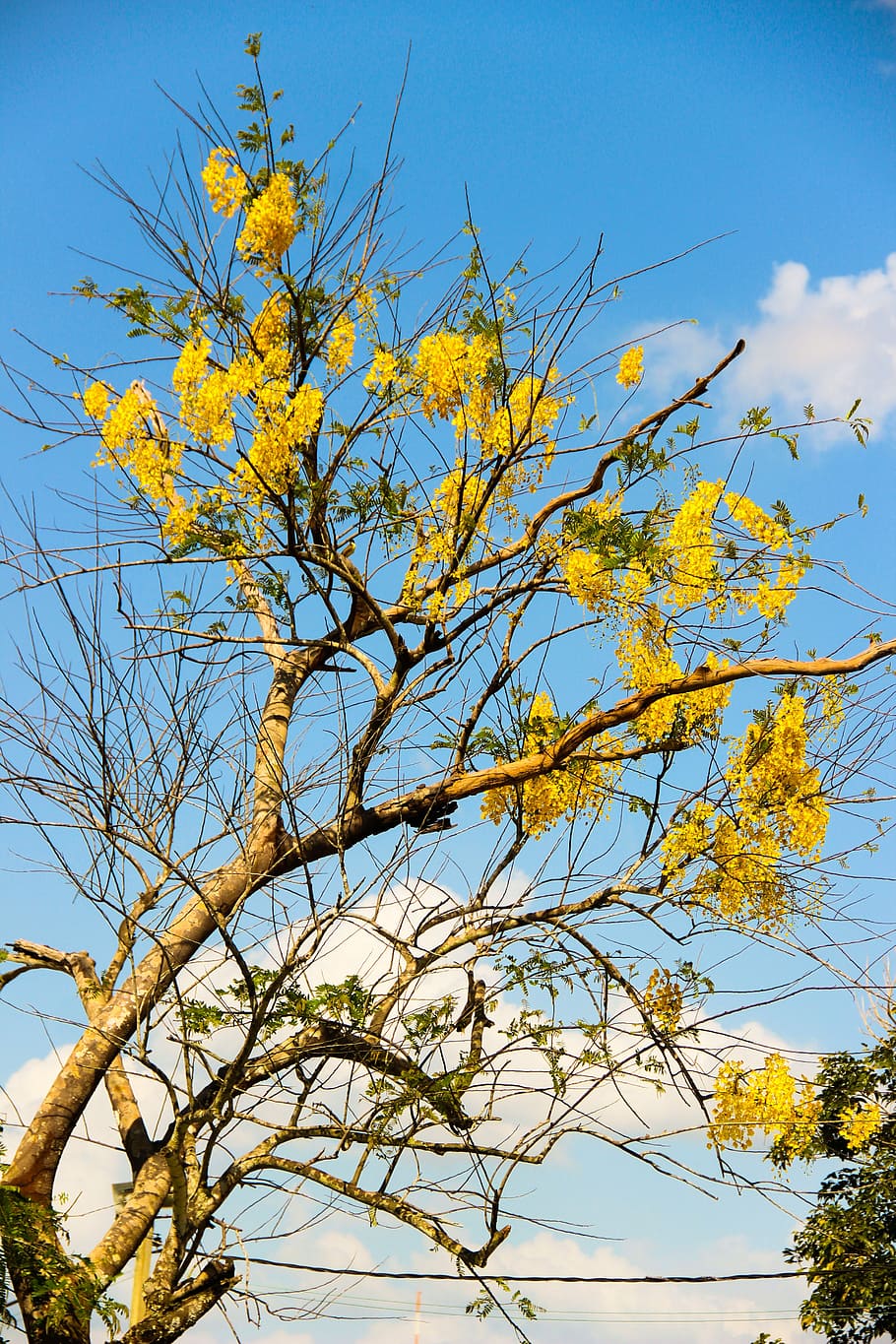 volant, arbre, groc, ipê groc, ipê, arbre, cel, tardor, naturalesa, branca, vista d’angle baix, planta, bellesa a la natura, creixement, groc, tranquil·litat, cap gent, dia, a l'aire lliure, planta amb flors, flor, núvol - cel, escenics - natura, escena tranquil·la, primavera, 5K