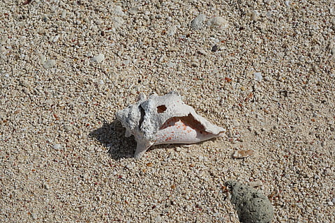 shell, sorra, blanc, estiu, naturalesa, mar, platja, festa, illes Caiman, nedar, gris, grans, fons, oceà, banc, trencat, preocupacions, sol, heiss, terra, animal, cap gent, temes d'animals, fauna animal, vista d’angle alt, os, un animal, dia, primer pla, part del cos dels animals, a l'aire lliure, animals a la natura, vertebrats, esquelet animal, marí, 5K, CC0, domini públic, lliure de regalies