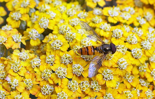 hover fly, insectă, a zbura, floare, galben, nevertebrat, planta cu flori, animale sălbatice, animale tematice, un animal, animale în sălbăticie, frumusețe în natură, prospeţime, animal, fragilitate, vulnerabilitate, petală, plantă, a închide, albină, creştere, cap de floare, polenizare, nici o persoana, în aer liber, animal aripă, polen, primăvară, 2K, CC0, domeniu public, fără drepturi de autor