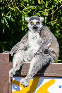 lemur, assegut, fusta, superfície, madagascar, primat, mico, divertit, curiós, bonic, lemuridae, catta, mamífer, retrat, cua anellada, negre gris blanc, pell, fons de pantalla, animal, zoo, bambú, animals, fons, fauna animal, animals a la natura, un animal, dia, vertebrats, naturalesa, material de fusta, mirant la càmera, cap gent, centrar-se en primer pla, a l'aire lliure, llum solar, 4K, CC0, domini públic, lliure de regalies