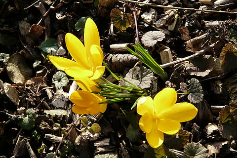 croco, giallo, primavera, fioritura, fiore, pianta fiorita, pianta, fragilità, vulnerabilità, freschezza, bellezza nella natura, petalo, testa di fiore, crescita, infiorescenza, avvicinamento, natura, nessuno, giorno, all'aperto, campo, luce del sole, vista dall'alto, polline, 2K, CC0, dominio pubblico, privo di copyright