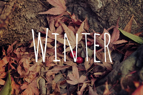 maple leafs, chão, texto de inverno, bordo, folhas, inverno, texto, folha, natureza, madeira - material, ninguém, sepultura, fechar-se, outono, parte da planta, plantar, árvore, terra, dia, ao ar livre, seco, campo, religião, crescimento, beleza na natureza, frescura, foco seletivo, sai, flor, 1080P, CC0, domínio público, royalty free