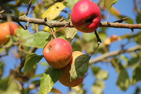 Apfel, Obst, Obstbaum, gesundes Essen, Essen und Trinken, Lebensmittel, Baum, Pflanze, Wachstum, Frische, Ast, Wohlbefinden, Nahansicht, Blatt, Fokus auf den Vordergrund, Natur, Pflanzenteil, Tag, rot, keine Leute, Apfel - Frucht, draußen, reif, 5K, CC0, gemeinfrei, lizenzfrei