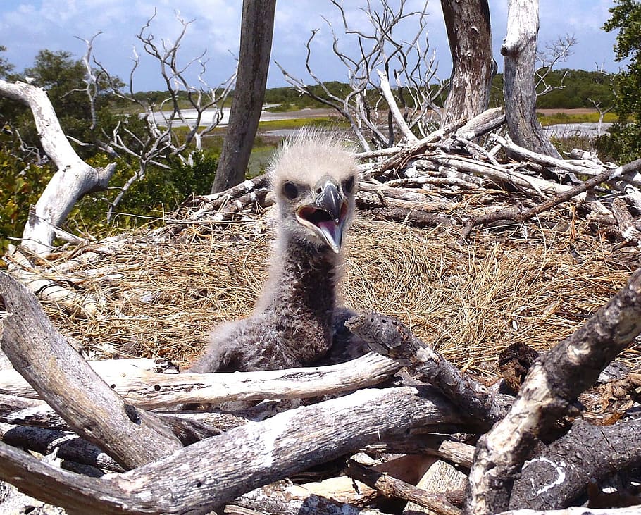 àguila calba, niu d'ocells, vida salvatge, pollet, ocell, niu, naturalesa, símbol, nacional, depredador, bec, salvatge, nadó, famolenc, a l'aire lliure, jove, eaglet, haliaeetus leucocephalus, arbre, fauna animal, temes d'animals, animals a la natura, dia, planta, animal, un animal, mamífer, assegut, primat, branca, cap gent, tronc, tronc de l'arbre, vertebrats, llum solar, material de fusta, mico, fusta, 1080P