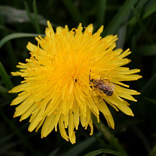 paardebloem, bij, nectar, bijennectar, macro, dichtbij, honingbij, stuifmeel, de lente, bestuiving, bloem, bloesem, bloeien, geel, insect, besprenkelen, natuur, vleugel, honing, gewone paardebloem, Frühlingsanfang, pollen magazijn, taraxacum officinale, ruderalia, composieten, idylle, helder, maistock, paardenbloem blad, bloeiende plant, bloemblad, breekbaarheid, bloemhoofd, schoonheid in de natuur, fabriek, kwetsbaarheid, dierlijke thema's, dierenleven, ongewerveld, dier, dieren in het wild, één dier, versheid, detailopname, groei, bloeiwijze, geen mensen, buitenshuis, lente, 4K, CC0, publiek domein, royaltyvrij